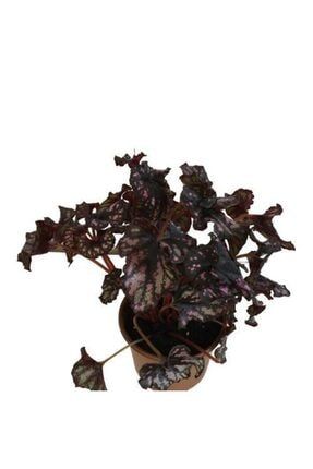 Armen Botanik Begonia Rex -begonya Rex - Begonia Beleaf Fiyatı, Yorumları -  TRENDYOL