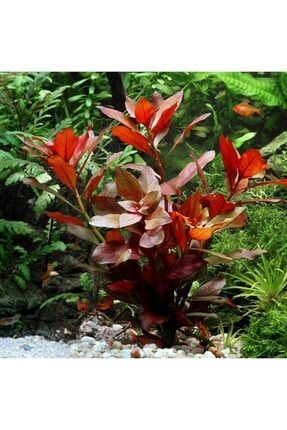Ludwigia Repens (gül) 5 Dal Kusursuz Form Akvaryum Bitkisi Canlı Bitki