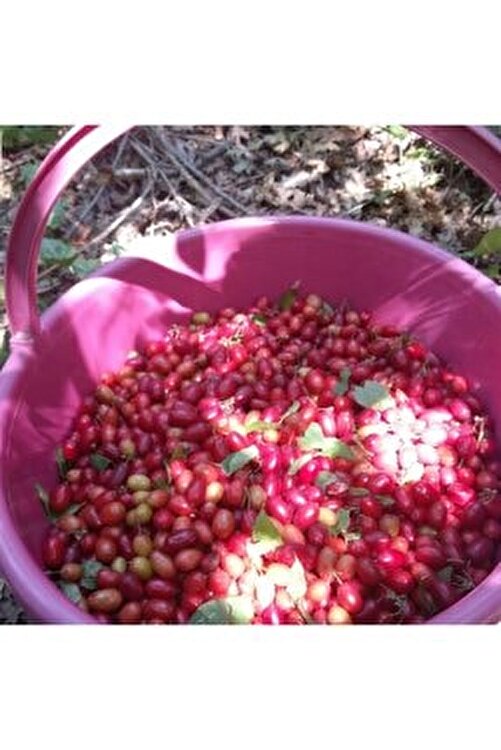 cüce kırmızı uçlu kızılcık