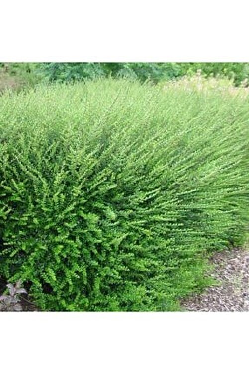 cüce çalı hanımeli çalı