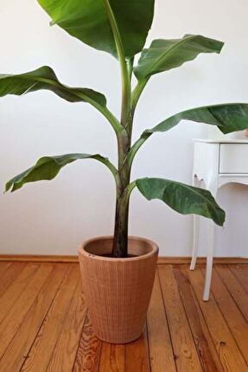 Muz Bitkisi – Panama Muz Ağacı(Musa Banana) 40-60 cm