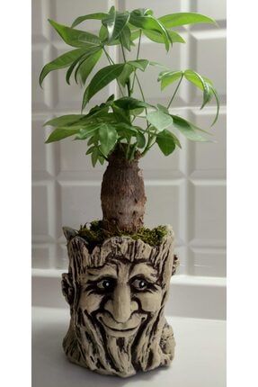 eylul sukulent agac kok saksida canli pachira baston bonsai 40 cm fiyati yorumlari trendyol