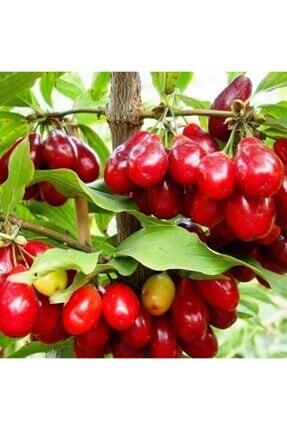 cüce kırmızı uçlu kızılcık