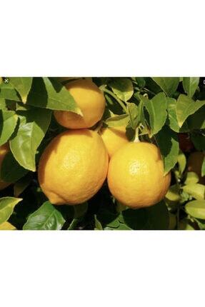 ideal adana mayer limon 1kg fiyati yorumlari trendyol