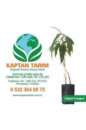 kaptan tarim mango keitt fidani 1 adet fiyati yorumlari trendyol