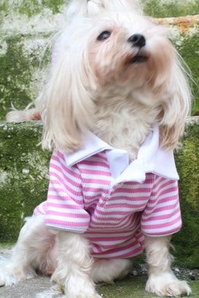 Petite 2025 dog clothes