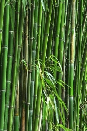 Tüplü Bambu Fidanı (120-200 Cm)