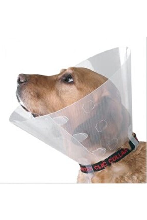 Cesitli Elizabeth Kedi Kopek Yakaligi 7 5 Cm 22 25 Cm Fiyati Yorumlari Trendyol Cesitli Elizabeth Kedi Kopek Yakaligi 7 5 Cm 22 25 Cm Fiyati Yorumlari Trendyol