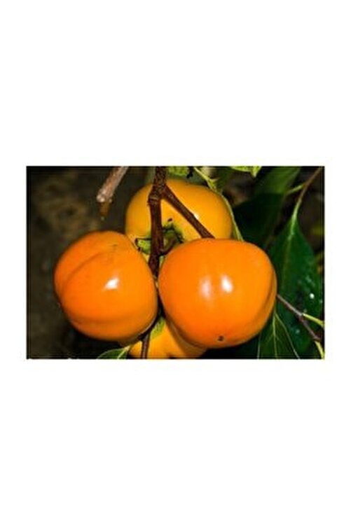 fidan sahasi tuplu asili trabzon hurmasi hana fuyu fidani boy 80 100cm fiyati yorumlari trendyol