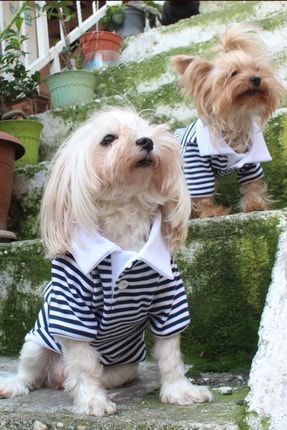 PETITE Polo Yaka Lacivert izgili K pek Kedi K yafeti Elbisesi