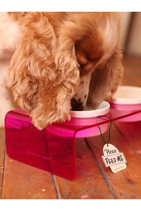 Pet accessories near me 2025