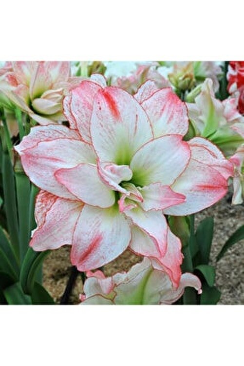 puma ferrari amaryllis