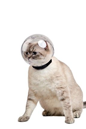 teşekkür ederim kedi