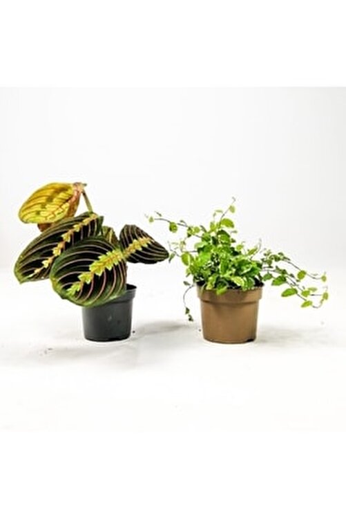 Baby Plant Mix 1- Maranta Dua Çiçeği Ve Ficus Pumila T1367