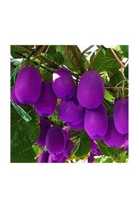 Nadir İthal Mor Kivi Ağacı Tohumu 5 Adet Tohum Purple Kivi 64028798