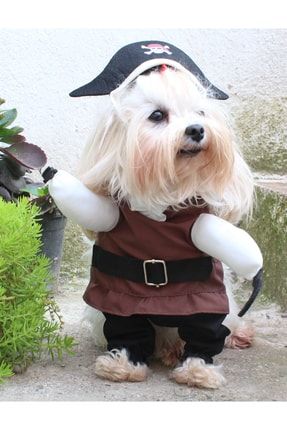 Petite sales dog clothes