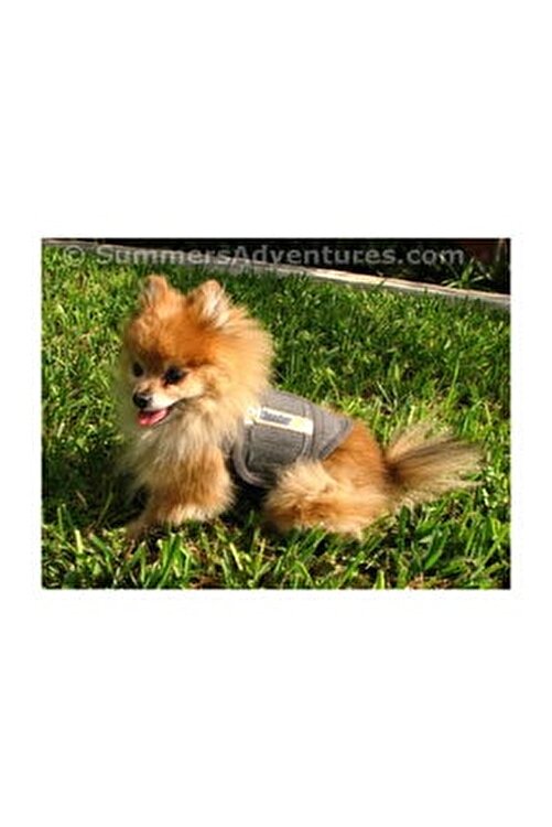 Thundershirt Xs Gri Sakinlestirici Kopek Giysisi Fiyati Yorumlari Trendyol