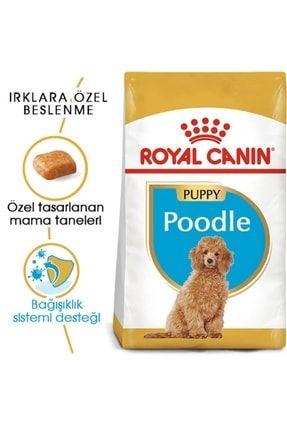 Poodle junior royal canin 2025