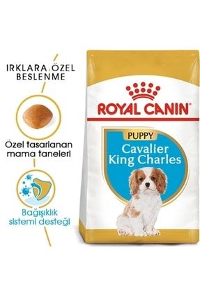 Royal canin king charles junior discount