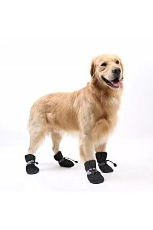 Pet Image Maker Ici Pamuklu Kopek Ayakkabisi Fiyati Yorumlari Trendyol