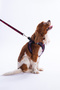 Pet Plaid Pattern Dog Leash and Walking Harness Set Tphaw26Pt00000 - 5
