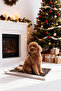 Pet Plaid Patterned Plush Cat and Dog Bed 50X70Cm Tphaw26Kk00004