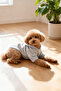 Pet Kapüşonlu Gri Melanj Köpek Sweatshirt TPHAW26KF00003