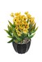 Sapphire Veined Arrangement in Black Pot 27 cm Yellow - 2