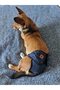 Female Dog Menstrual and Urination Pants with Pads, Washable