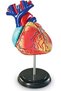 Model de anatomie - Inimă - 3
