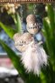 Gilded Twin Panda & Gilded Letter & White Feather & Rearview Ornament - 2
