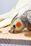 Natural Eye Feeder Wooden Bird Cage Stand: Perch, Toys and Accessories - 3