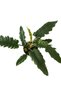 Philodendron 'Narrow Escape' - 2