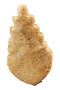 New Year's Cookie 200 g X 2 Packages - 2