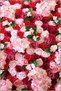 Red Pink Themed Flower Rose Bunch Patterned Creative Modern Decorative Carpet 2339