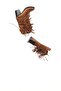 Hera Tassel Detail Tan Suede Cowboy Boots - 4