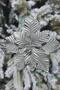 Silver Horse Flower 25 cm Large Size Artificial Flower Christmas Pine Tree New Year Decor Velvet Wide Leaves - 2
