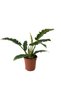 Philodendron 'Narrow Escape'