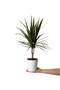 Dracaena - Marginata Nora - 2