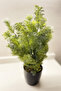 Artificial Flower Pine Tree in Black Plastic Pot