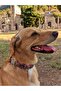 Street Dog Collar and Leash Set (with free scarf) - 2