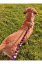 Fastfood Dog Collar and Travel Dispatch Strap Set (with Scarf gift) - 4