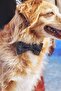 - Mahleb Bow Tie - 2