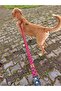 Stylish Dog Collar and Travel Dispatch Strap Set (with Scarf gift) - 4