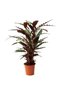 Calathea Rufibarba (Dua Çiçeği) - 3