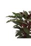 Calathea Rufibarba (Dua Çiçeği) - 2