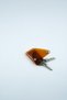 Folding Keychain Honey-Unisex Men's Women's Minimal Gift Design Transparent PVC Brown Color - 6