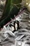 Chrome Antique Black Color Antiallergic Sailor Knot Earrings
