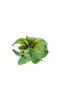 Green Lotus Latch Buckle| Flower Buckle| Aloha| Plumeria Creation Buy 4 Pay 3 - 3