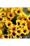 2 Pieces Artificial Sunflower Plant Bunch.. Potted Ivy Sunflower Hanging Sunflower Tulip Kokina Gul - 3